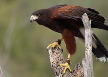 Implementación de cetrería para control biológico de palomas