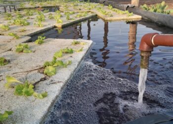 Huertas hidropónicas: la nueva forma de sembrar vegetales