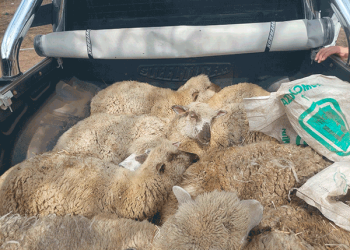 Bell Ville: dos detenidos por estafas con compras por cheques falsos