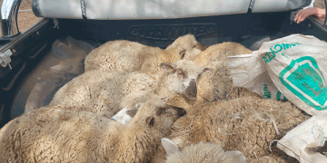 Bell Ville: dos detenidos por estafas con compras por cheques falsos