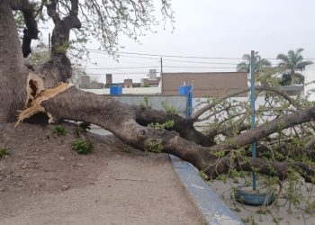 Cedió una parte del histórico ombú de la escuela Rivadavia