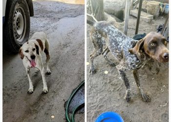 Saira: rescataron a dos perros luego de una denuncia por maltrato animal