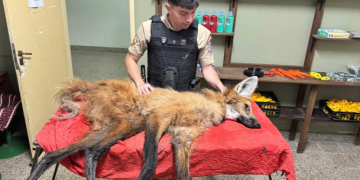 Rescataron un aguará guazú en un camino rural de la zona