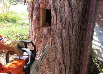 Leones: bomberos rescataron a un gato atrapado en un árbol
