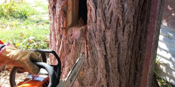 Leones: bomberos rescataron a un gato atrapado en un árbol