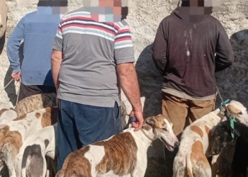 Más de 15 detenidos por cazas ilegales en la región