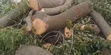 Monte Maíz: fuerte polémica por la poda de un árbol histórico
