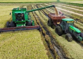 Productores arroceros alertan por la falta de financiamiento y el riesgo para el sector