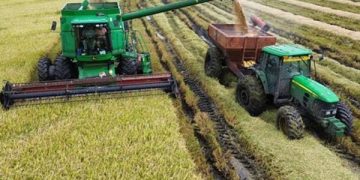 Productores arroceros alertan por la falta de financiamiento y el riesgo para el sector