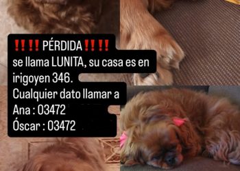 Se extravió una perra pekinés