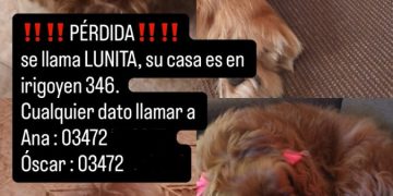 Se extravió una perra pekinés