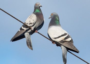 Tras un reclamo, proponen alternativas para controlar las palomas en San Roque
