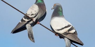 Tras un reclamo, proponen alternativas para controlar las palomas en San Roque
