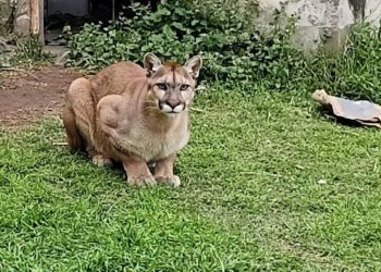 Los Surgentes: un puma sorprendió a los vecinos en el patio de una casa