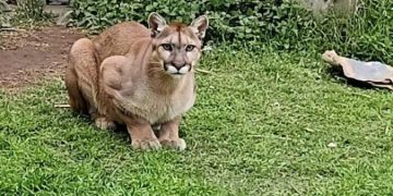 Los Surgentes: un puma sorprendió a los vecinos en el patio de una casa